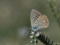 Polyommatus thersites (Çokgözlü Menekşemavisi)